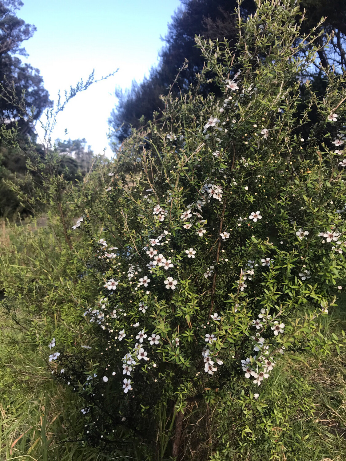 Jan.2025 Te Henga PET Jar 500g