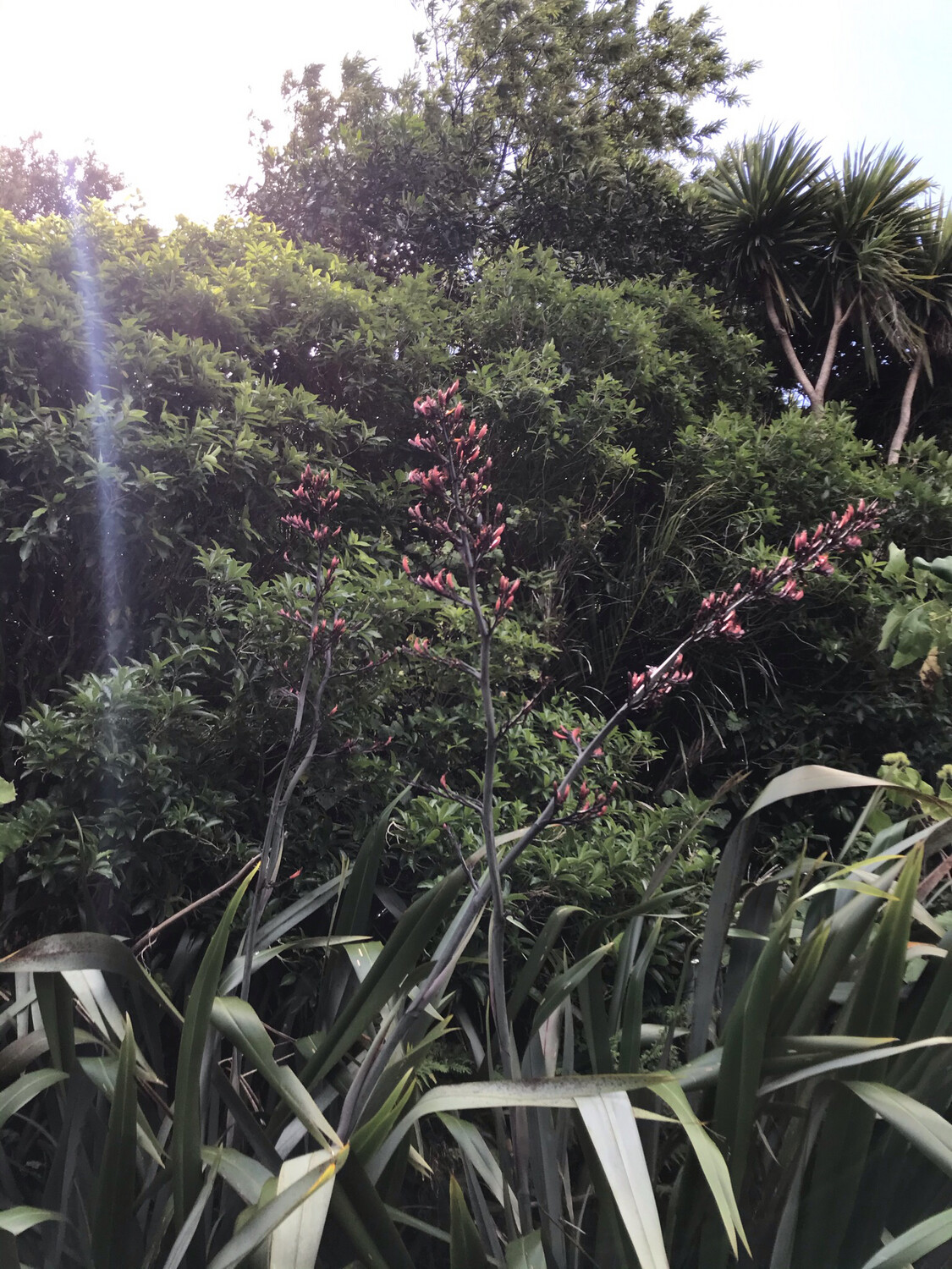 Jan.2025 Te Henga PET Jar 500g