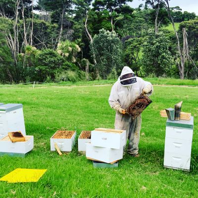 Jan.2025 Te Henga PET Jar 500g