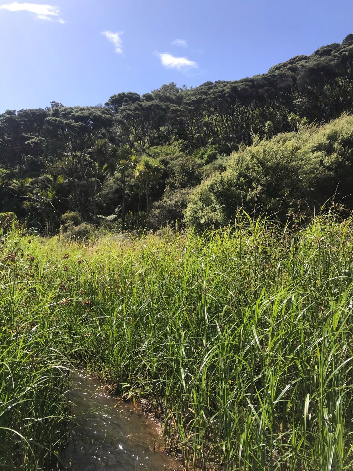 Dec.2025 Te Henga Glass Jar 250g