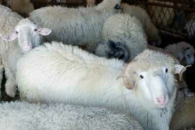 Indonesia (Magelang)
$195 for 1 Sheep