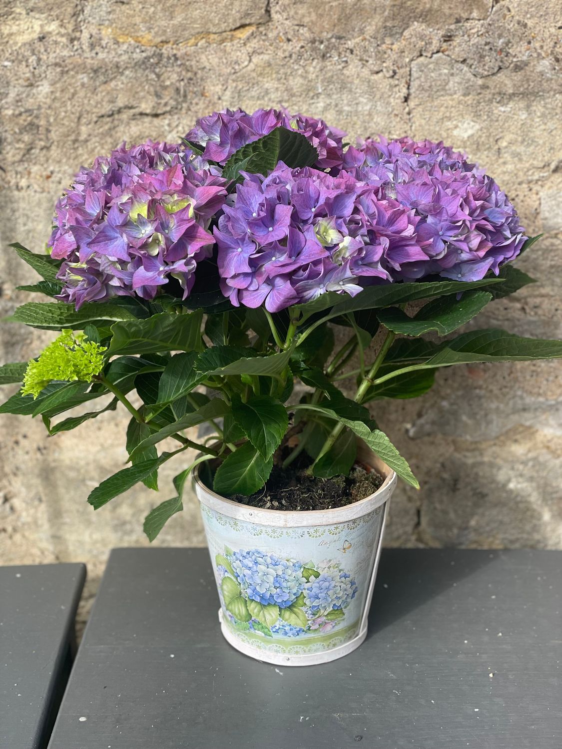 HYDRANGEA PLANTER