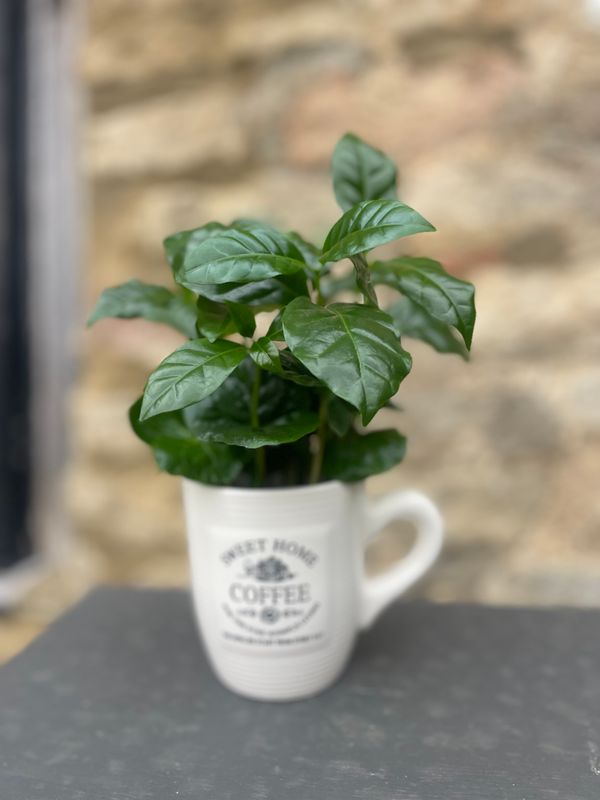 Coffee mug and plant