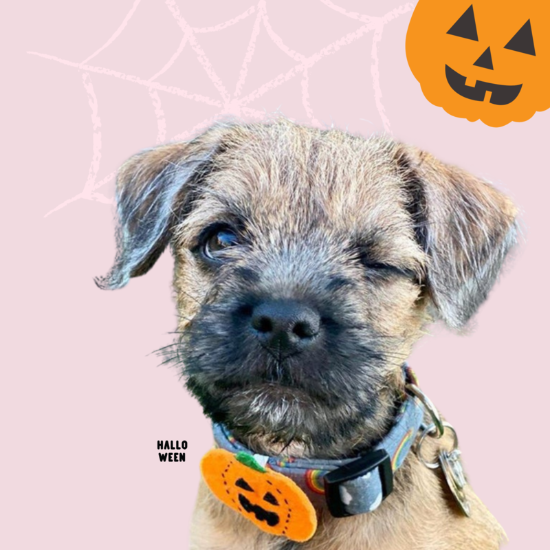 Halloween Dog Collar Accessories | Halloween Costume for Dogs | Pet Halloween Outfits | Autumn Pumpkin Cat Collar | Spooky Bat Collar Add-On