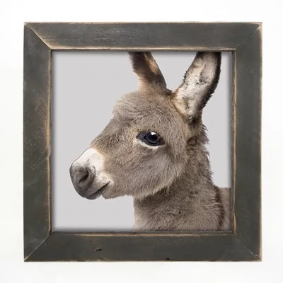 Baby Donkey Picture