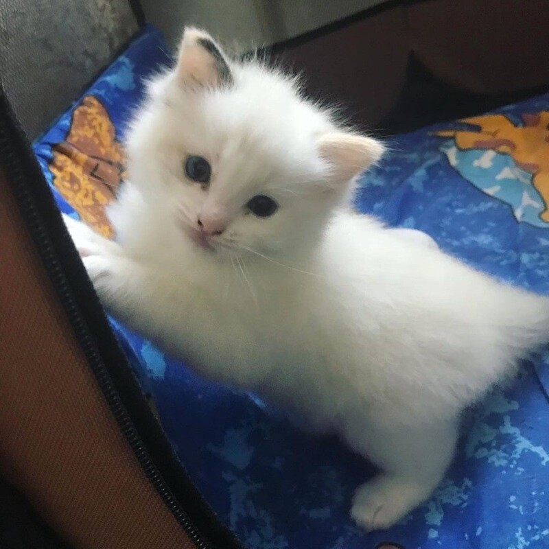 Bella