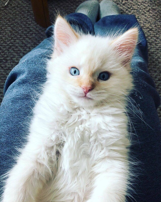 Vinnie