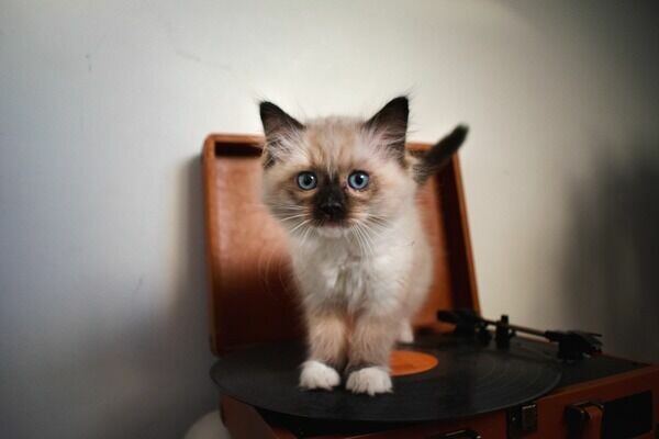 PRISTINE RAGDOLL CATTERY