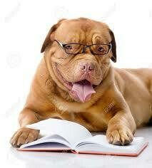 Reports Expected To Keep An Emotional Support Animal Letter