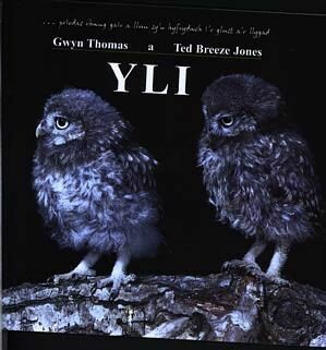 Yli