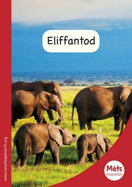 Mêts Maesllan: Eliffantod