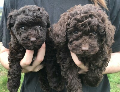 Schnoodle Puppies Available for EOI