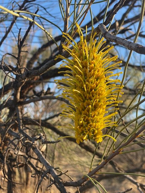 Central Oz Desert Bouquet