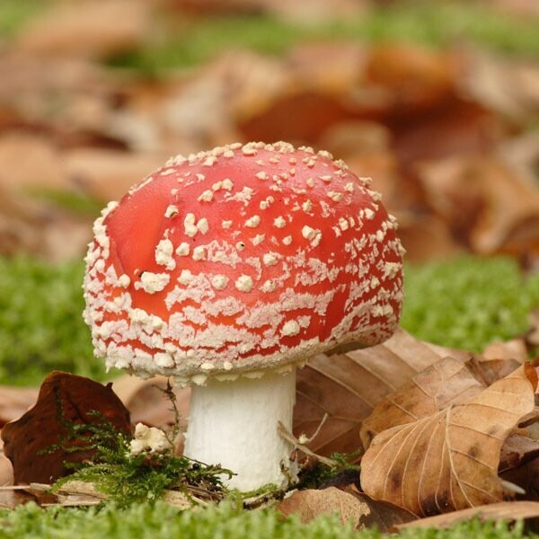 Paddenstoelenexcursie 3 oktober