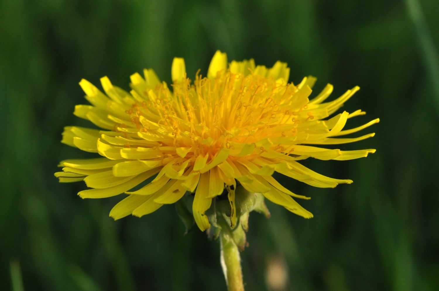 Workshop Wildplukken 28 juni