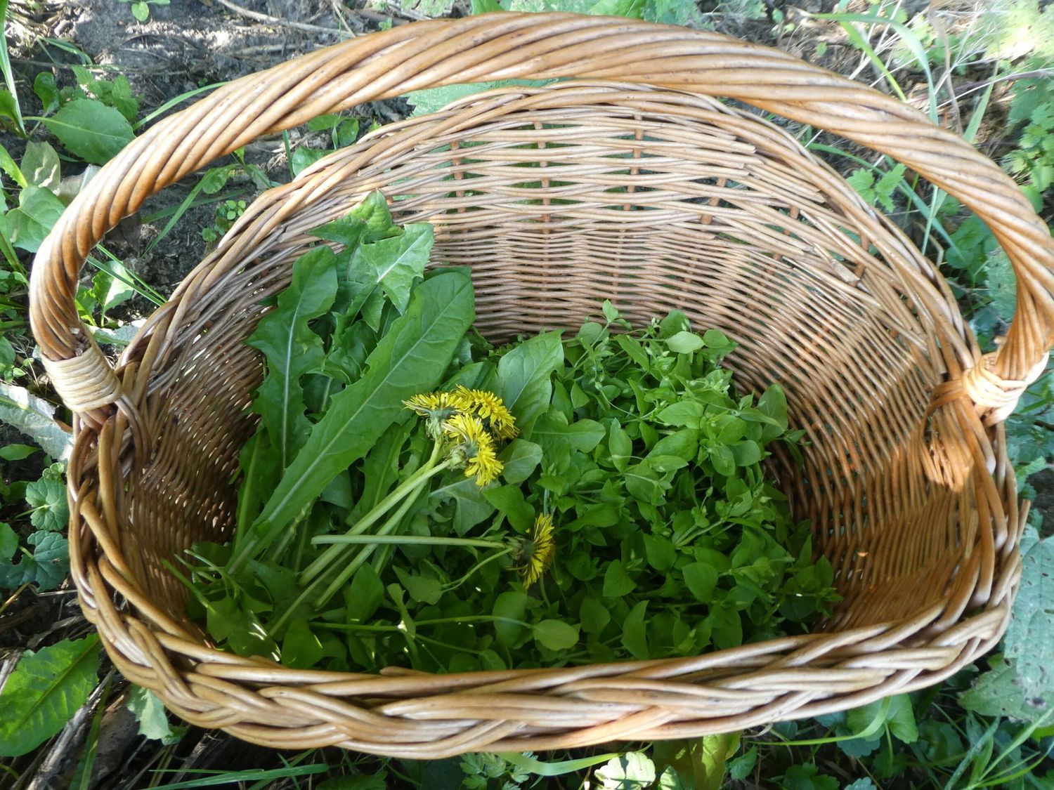 Workshop Wildplukken: medicijnen 20 september