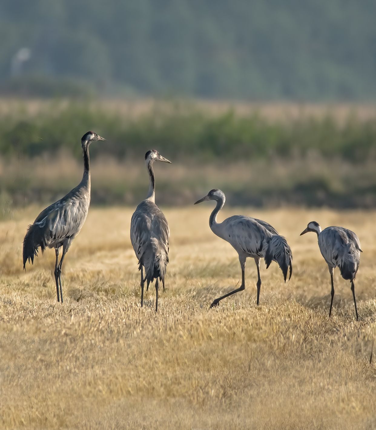 Themadiner Natuurbeleving rondom het Donderboerveld 6 december