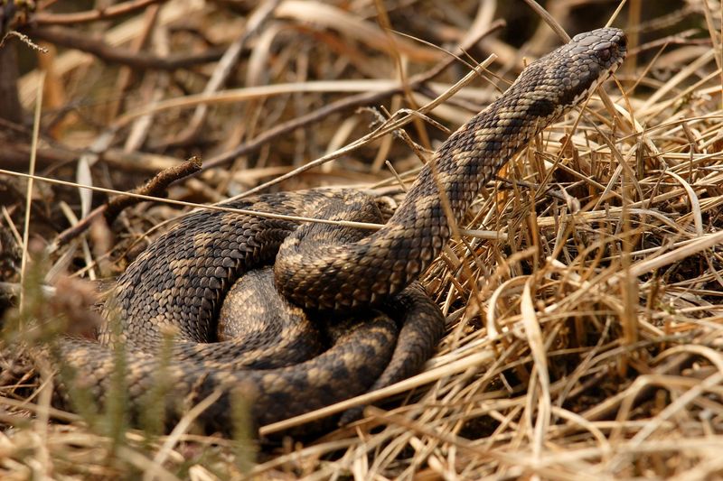 Excursie reptielen 18 april