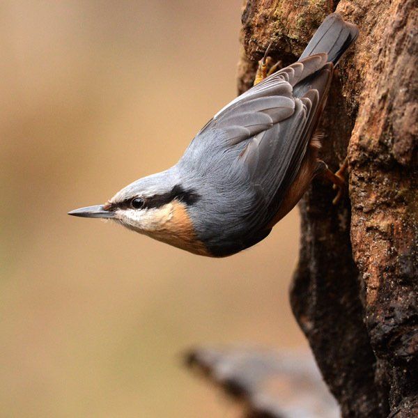 Vogeldag 9 mei Excursie 7 uur Vogeldag 9 mei Excursie 7 uur