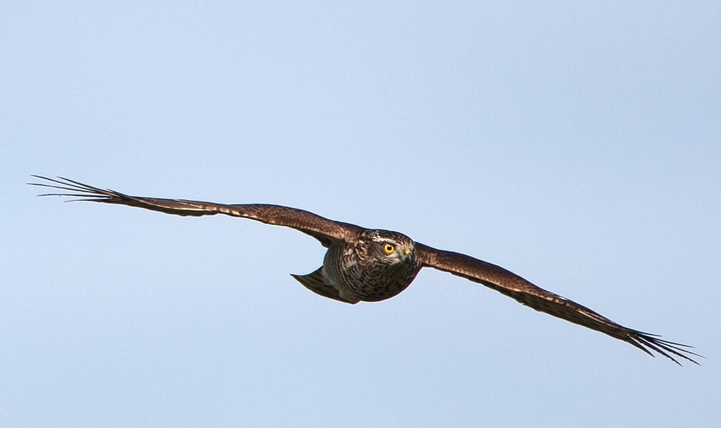 Vogeldag 9 mei Excursie 14 uur Vogeldag 9 mei Excursie 14 uur
