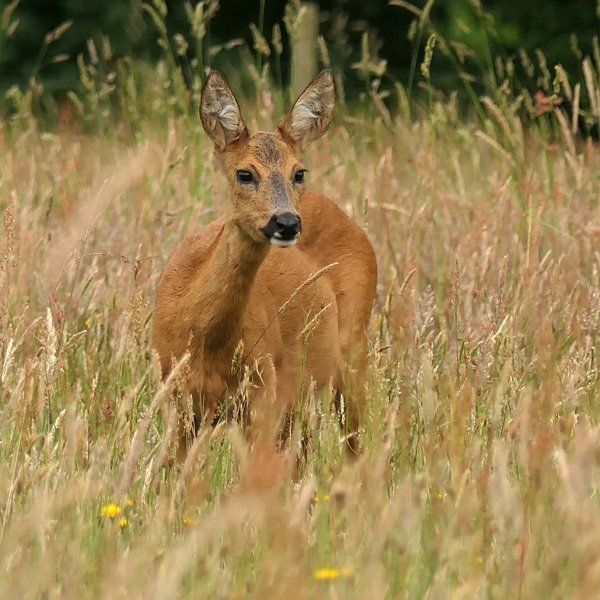 Reeënexcursie 17 juli