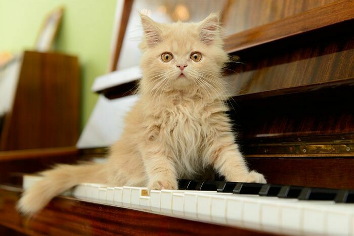 All About An ESA Cat