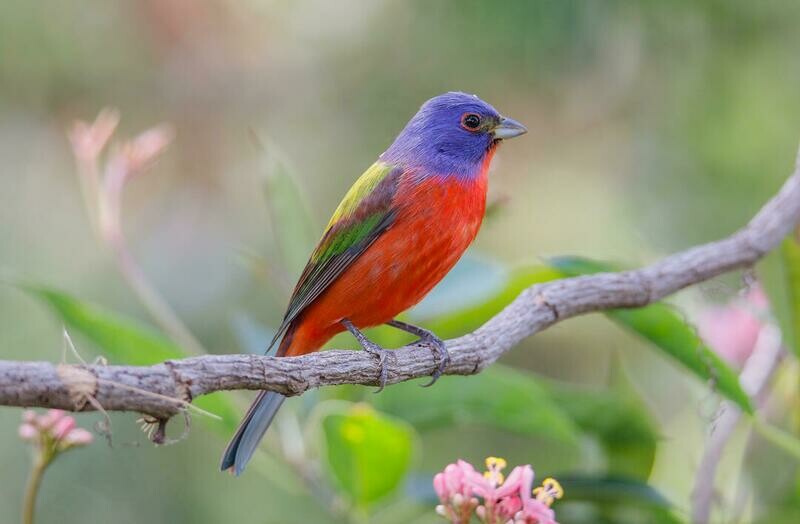 All About ESA Birds
