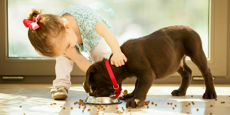 Dog Breeds Suitable For The Kids