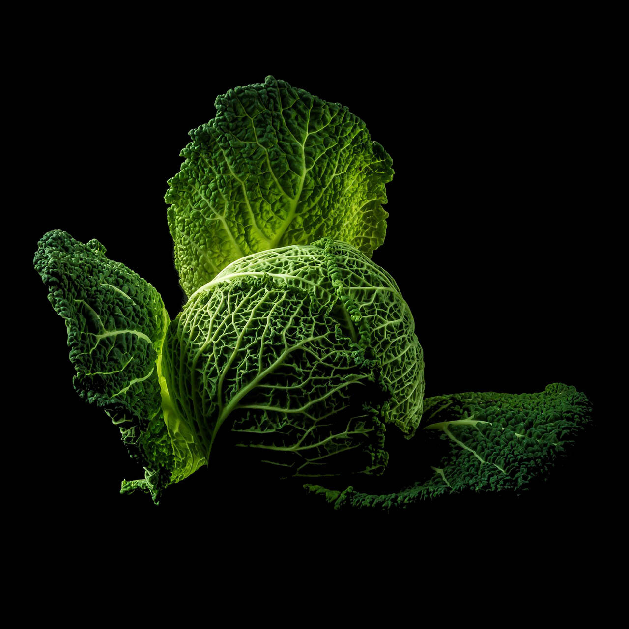 Cabbage Cabbage