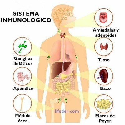 Sistema inmune
