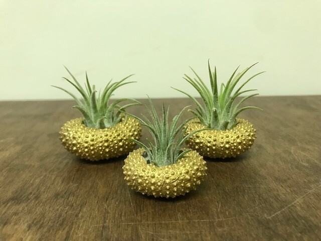 Air Plant Gold (Set of 3)