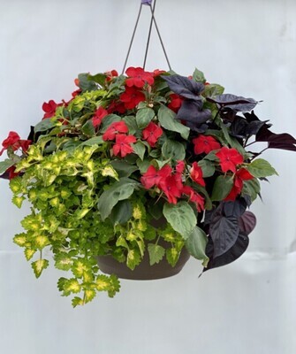$55.00 Hanging Basket With Mixed Floral Plants.