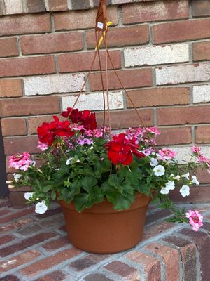 Hanging Garden With Mixed Floral Plants For Sun
