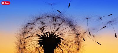 Rev. Dr. Carol Kilby Dance of Living On!