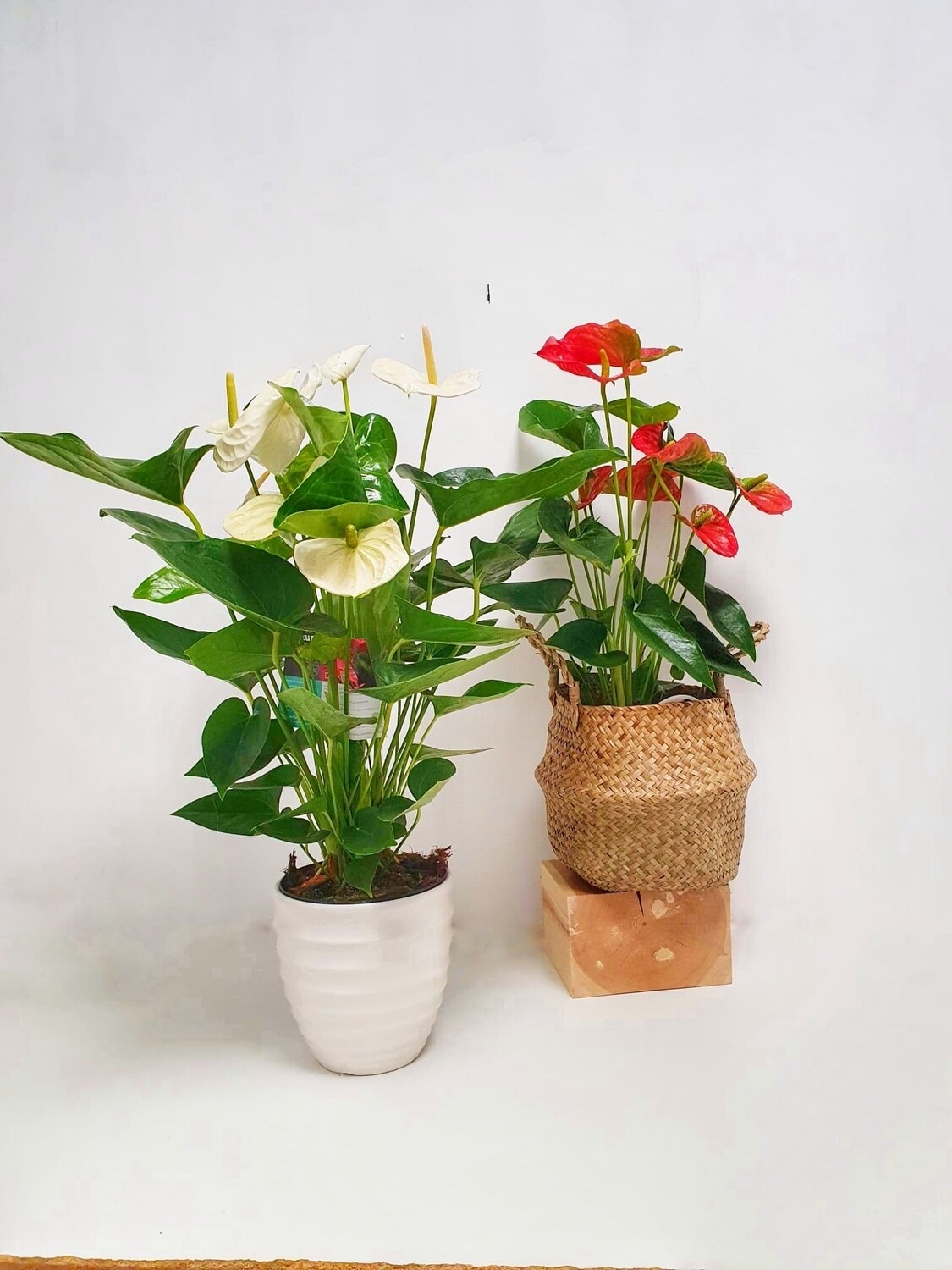 Planta anturium sin macetero