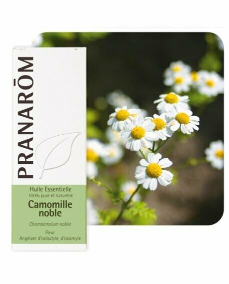 Huile Essentielle Camomille Noble - Pranarôm
