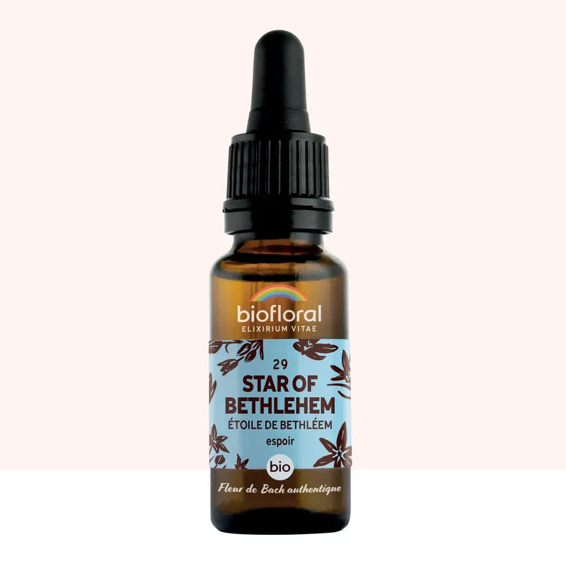 N°29 Dame d'Onze Heure / Star of Bethlehem 20ml