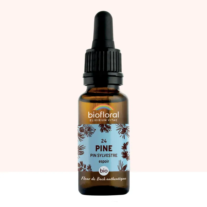 N°24 Pin / Pine 20ml