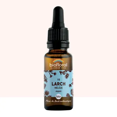 N°19 Mélèze / Larch 20ml
