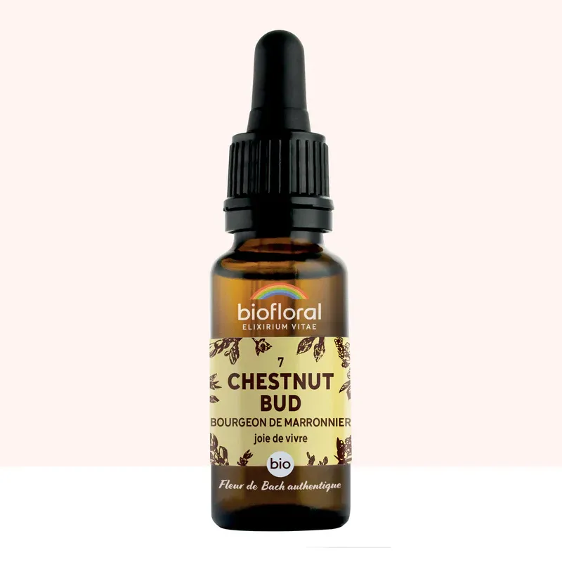 N°7 Bourgeon de marronnier / Chestnut bud 20ml