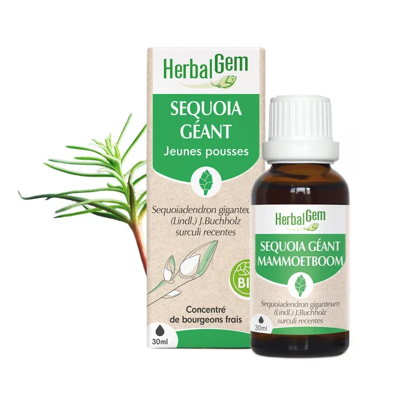 Bourgeon de Sequoia géant Bourgeon de Sequoia géant