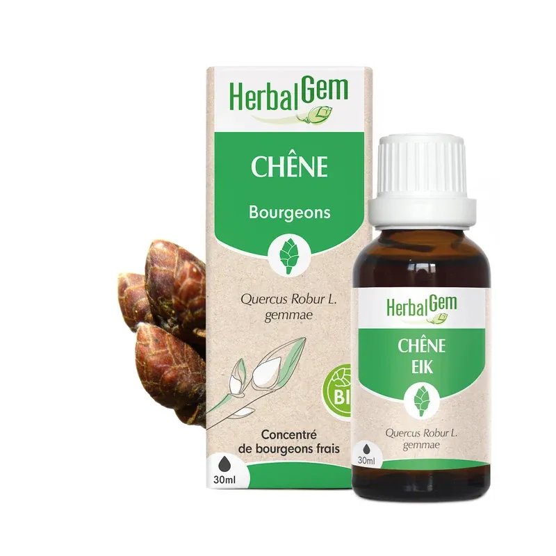 Bourgeon de chêne Bourgeon de chêne