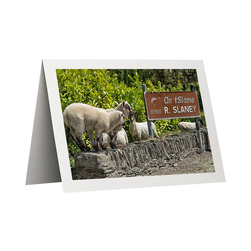 Photo Card - Sheep at the Slaney