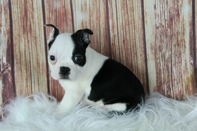 Publicly Available Puppies