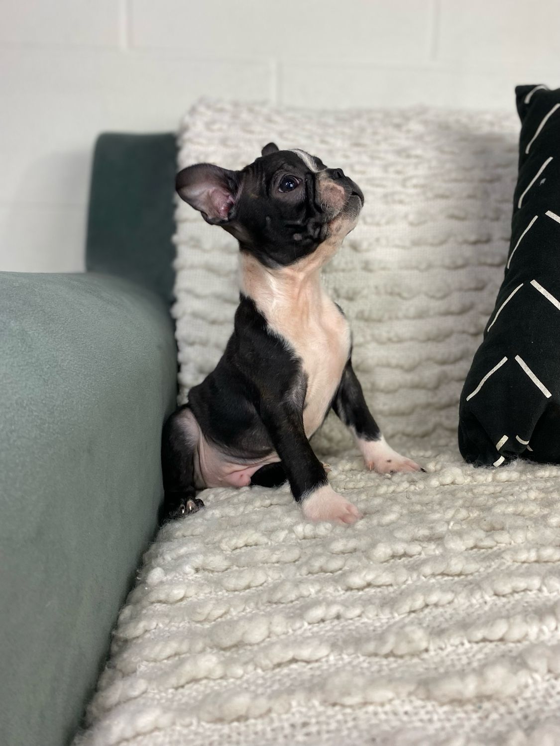 Mr Finn - $199 Deposit