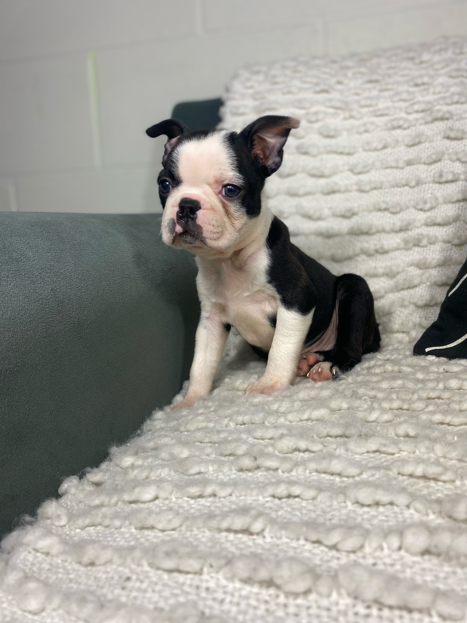 Mr. Oliver - $199 Deposit
