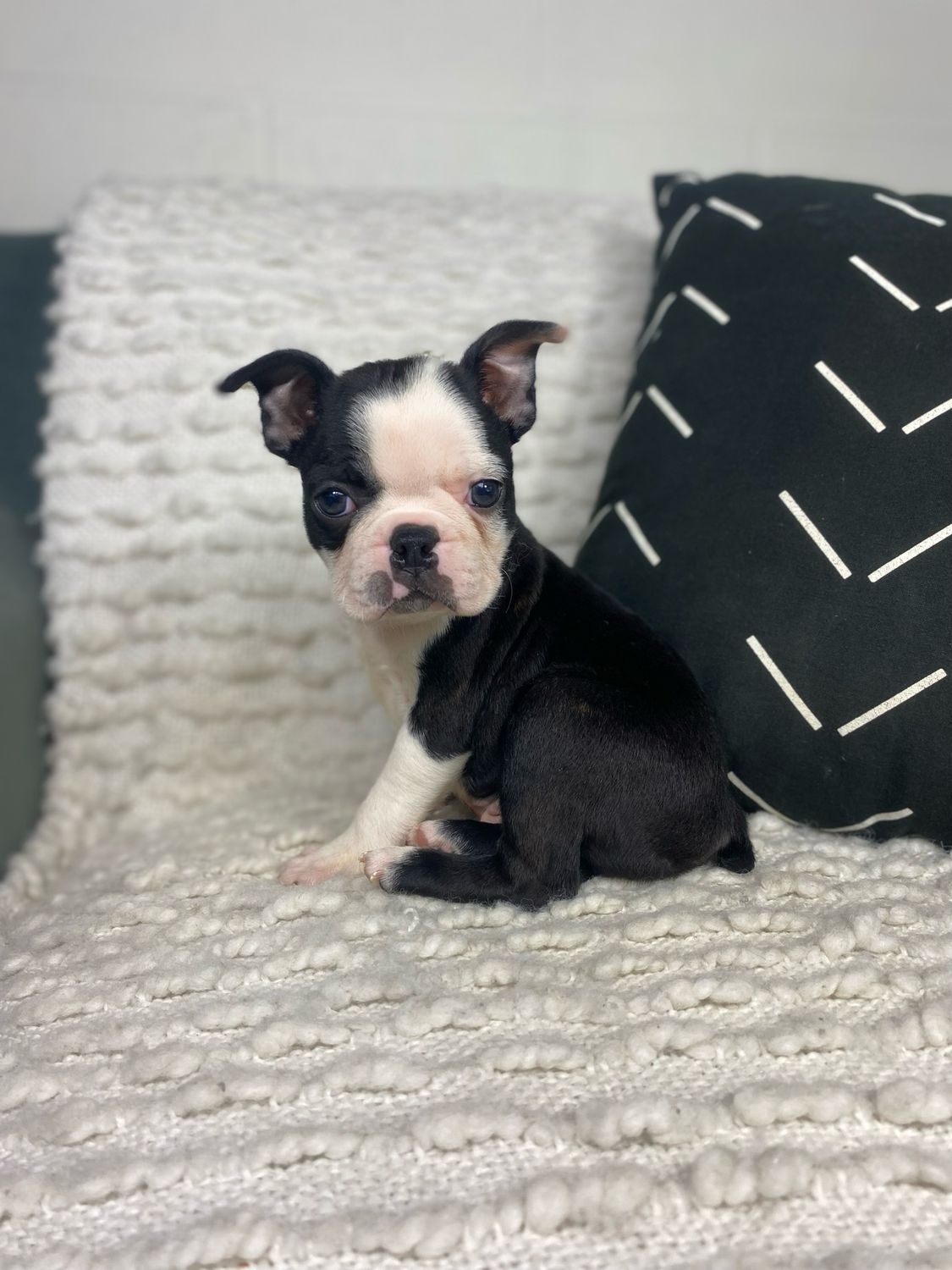 Mr. Oliver - $199 Deposit