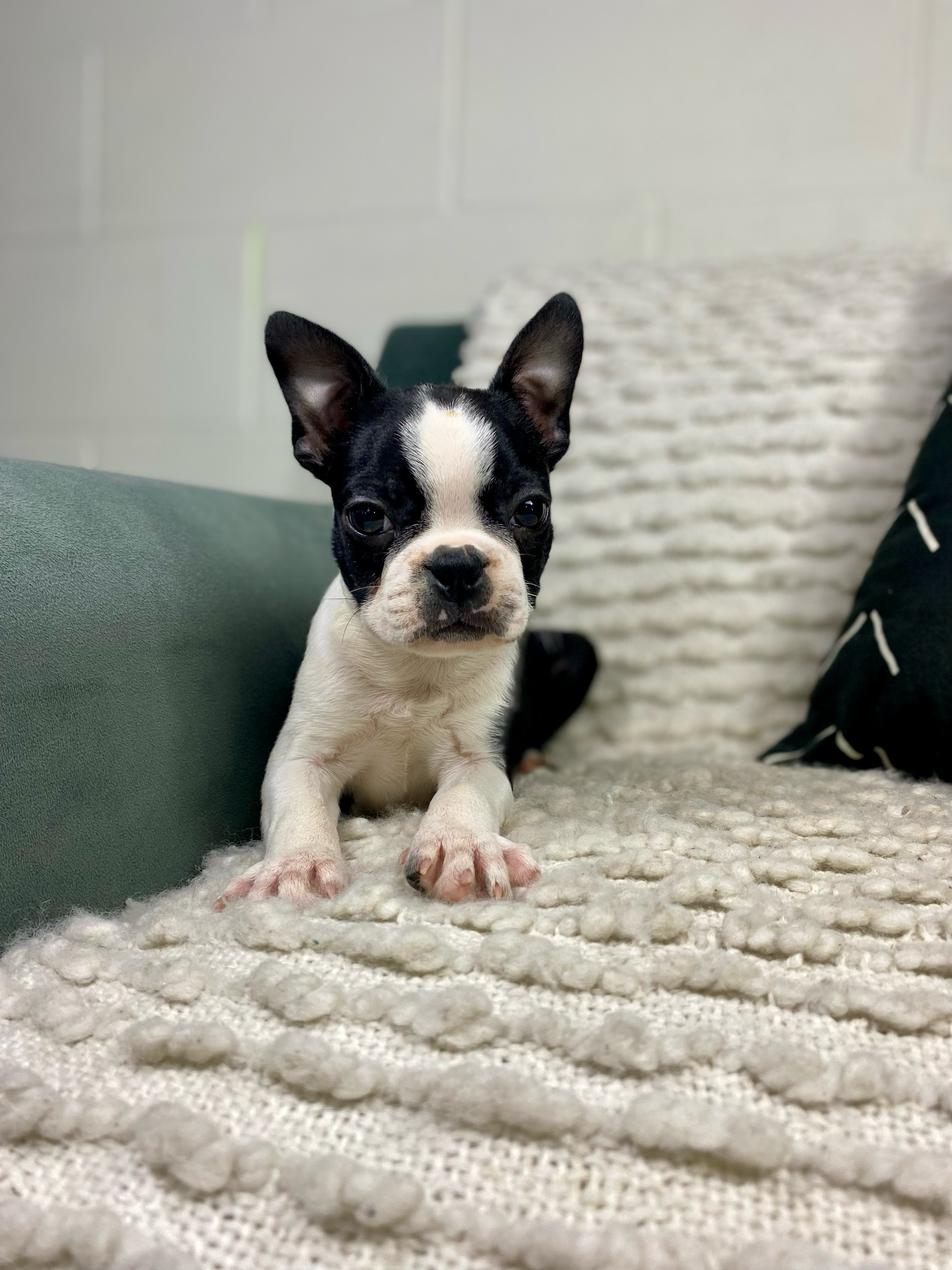 Mr Gunner - $199 Deposit