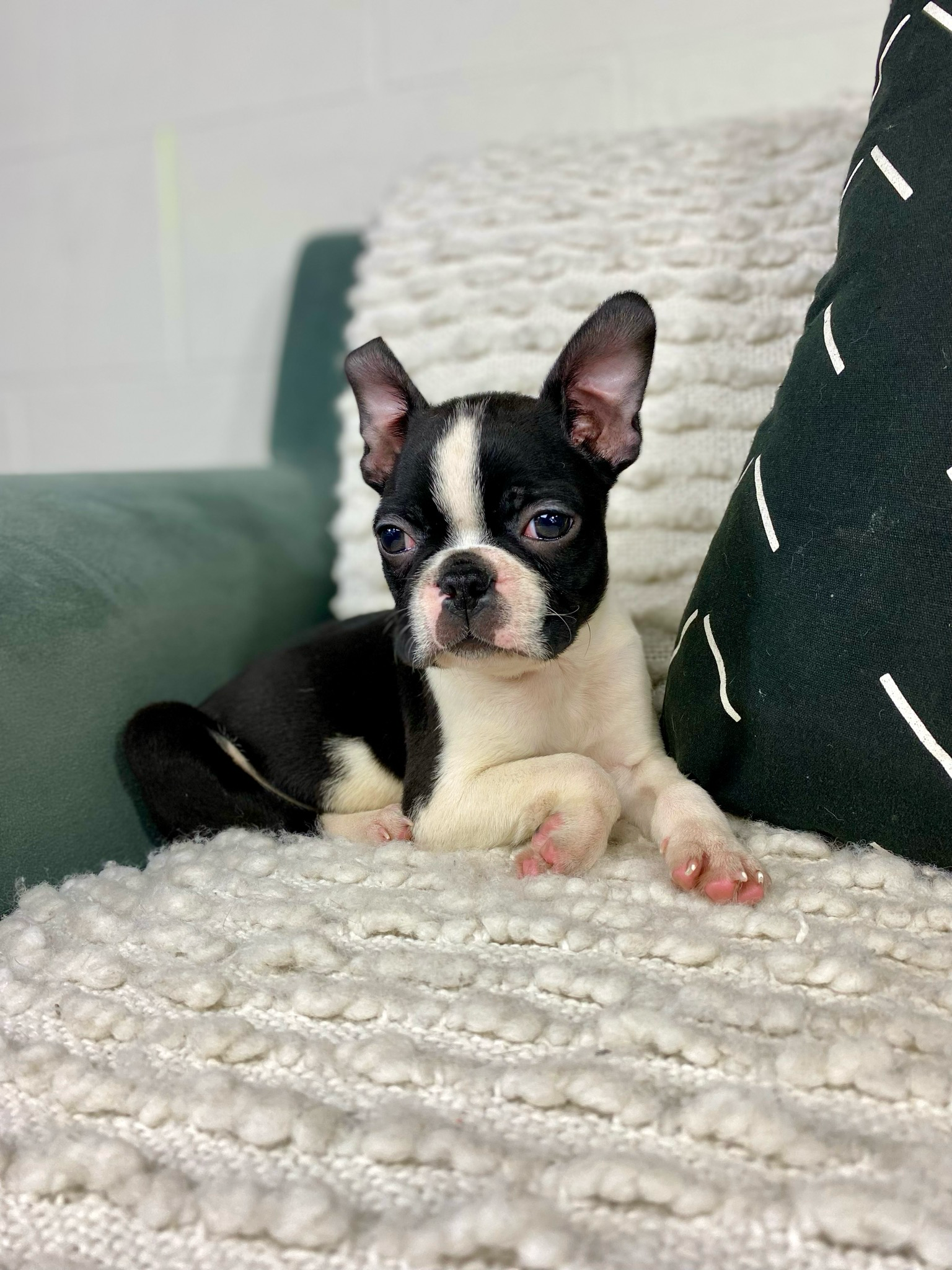 Mr. Tux - $199 Deposit