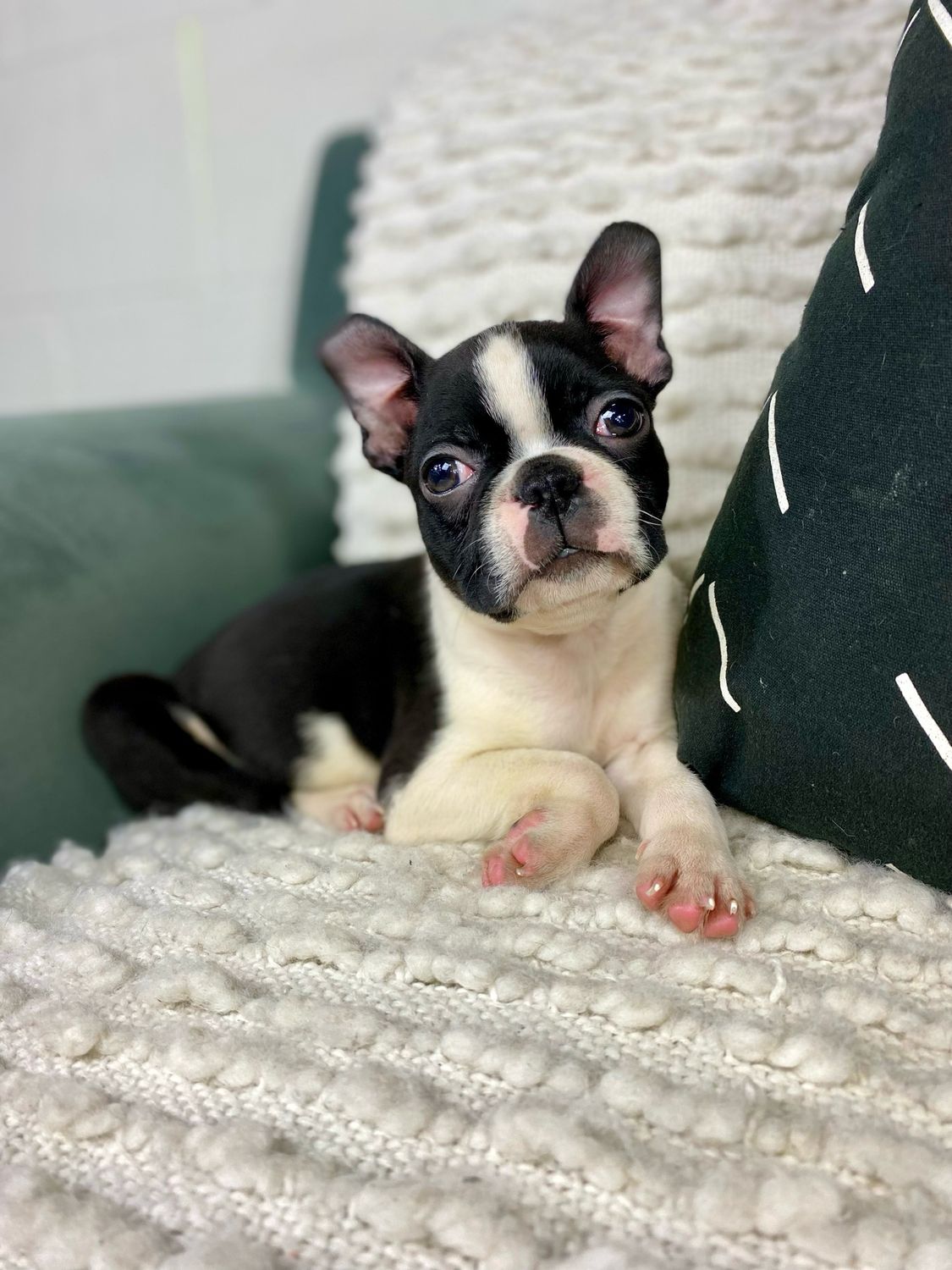 Mr. Tux, $499 - $199 Deposit